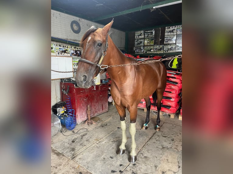 Italian trotter Stallion 4 years Brown in Lusciano Italian trotter Stallion 4 years Brown in Lusciano