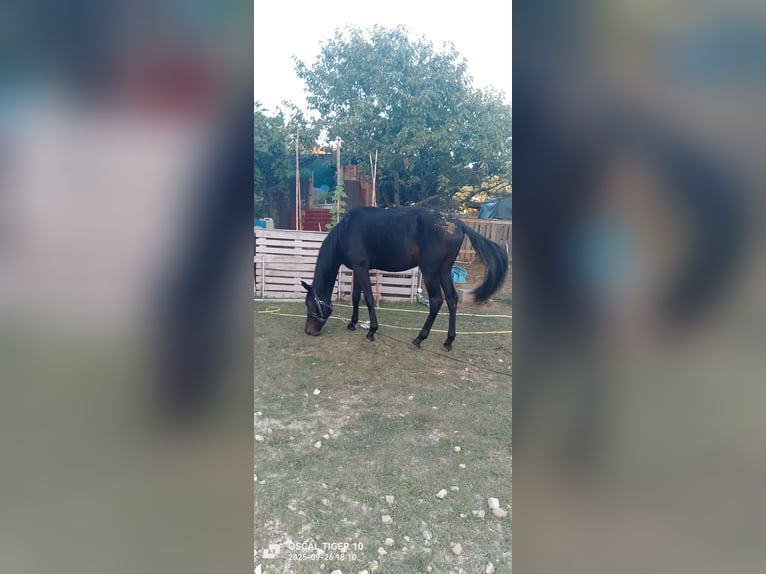 Italienischer Traber Hengst 4 Jahre 190 cm Brauner in Villamagna(ch)