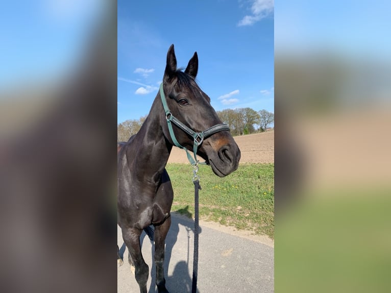 Italienischer Traber Stute 16 Jahre 163 cm Rappe in Sonsbeck
