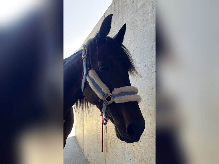 Italienischer Traber Stute 18 Jahre 160 cm Dunkelbrauner in K&#xF6;nigsbrunn