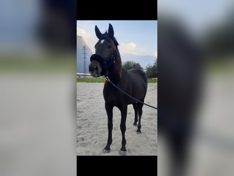 Italienischer Traber Stute 2 Jahre 168 cm Dunkelbrauner in Samolaco