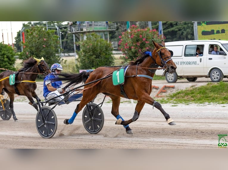 Italienischer Traber Stute 6 Jahre 160 cm Rotbrauner in Bergamo