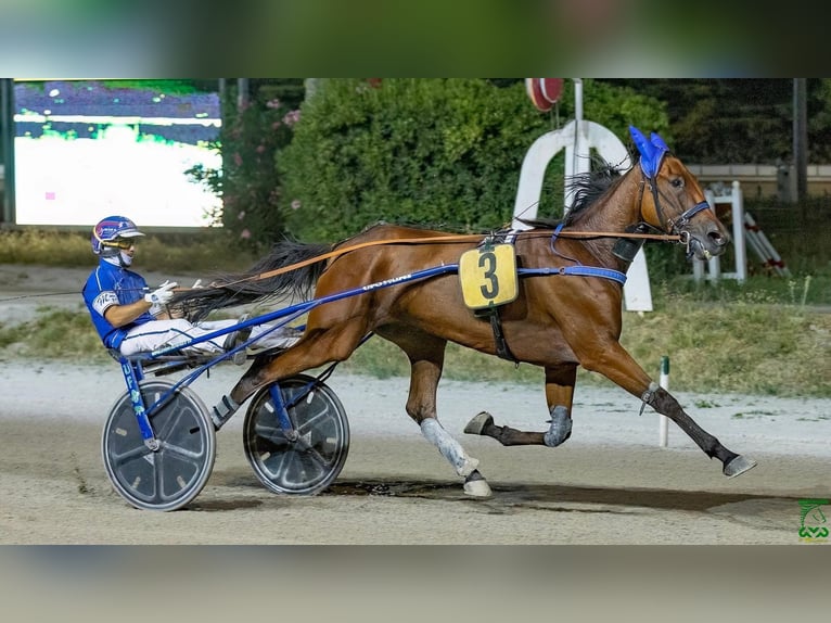 Italienischer Traber Stute 6 Jahre 160 cm Rotbrauner in Bergamo