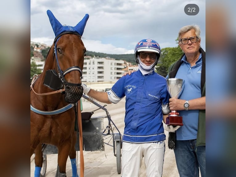 Italienischer Traber Stute 6 Jahre 160 cm Rotbrauner in Bergamo