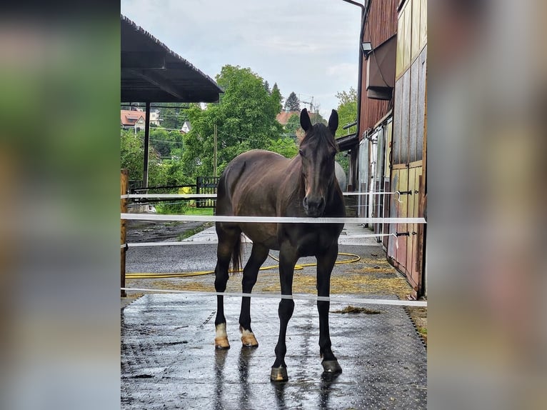Italienischer Traber Stute 9 Jahre 166 cm Dunkelbrauner in Lindau (Bodensee)