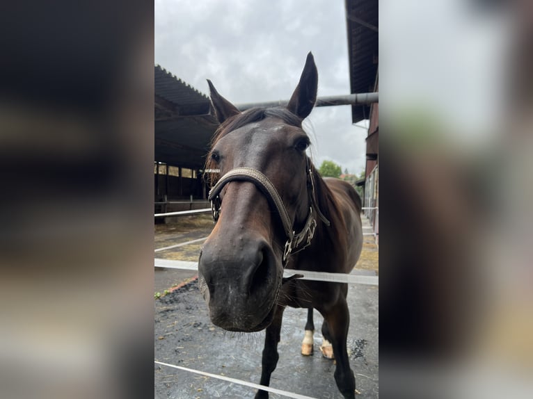 Italienischer Traber Stute 9 Jahre 166 cm Dunkelbrauner in Lindau (Bodensee)