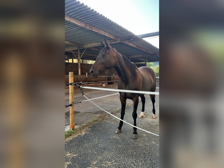 Italienischer Traber Stute 9 Jahre 166 cm Dunkelbrauner in Lindau (Bodensee)
