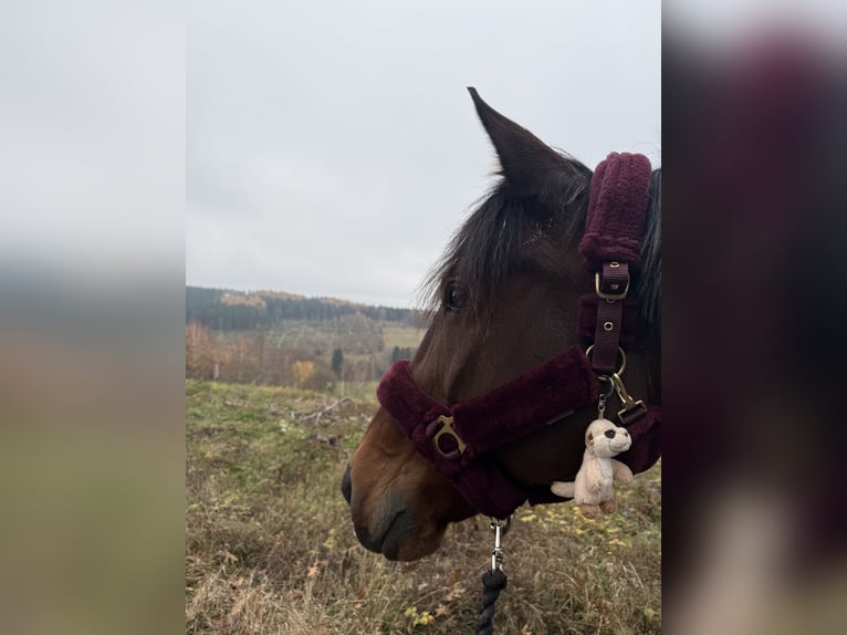 Italienischer Traber Wallach 12 Jahre 163 cm Brauner in Lengfeld