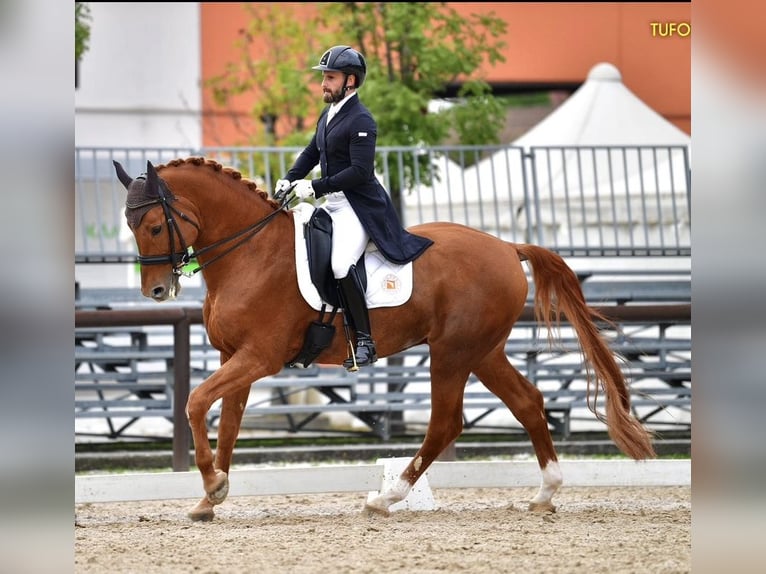 Italienisches Reitpferd Hengst 16 Jahre 170 cm Fuchs in Triuggio