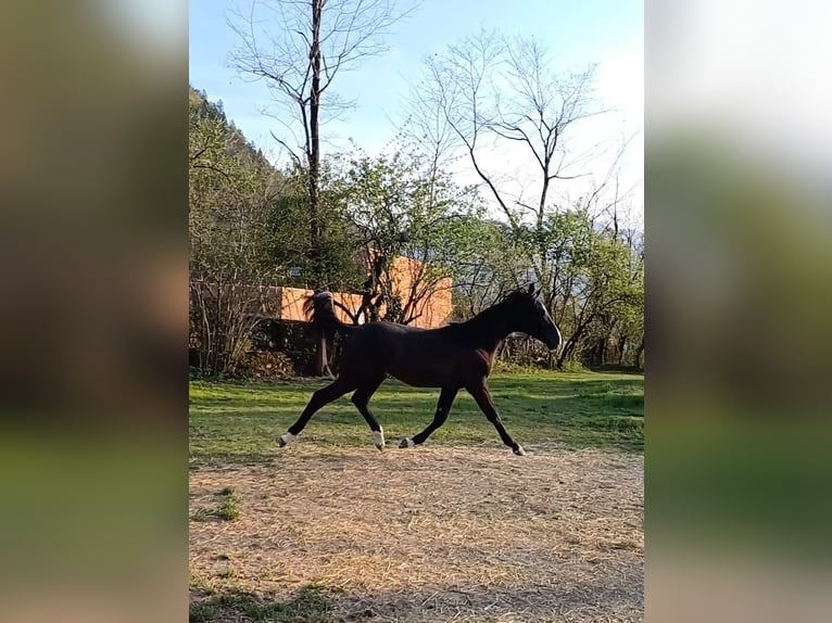 Italienisches Reitpferd Hengst 1 Jahr 157 cm Rappe in Tolmezzo