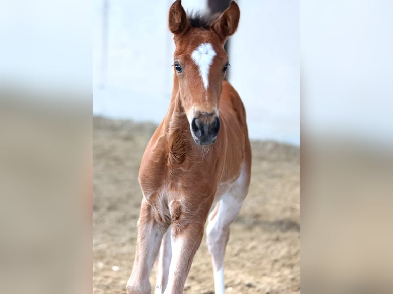 Italienisches Reitpferd Hengst 1 Jahr Brauner in Capriolo