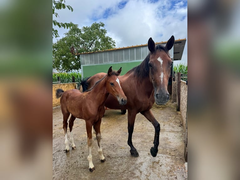 Italienisches Reitpferd Hengst 1 Jahr Brauner in Capriolo