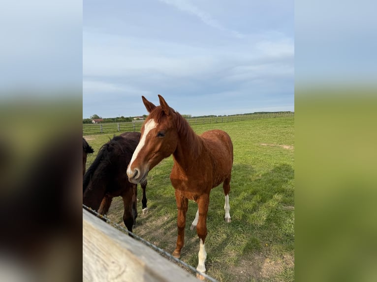 Italienisches Reitpferd Hengst 1 Jahr Fuchs in Corneville-la-Fouquetière