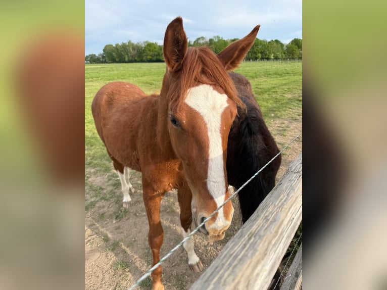 Italienisches Reitpferd Hengst 1 Jahr Fuchs in Corneville-la-Fouquetière
