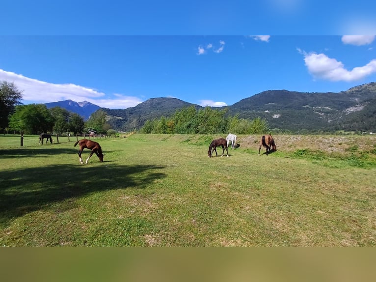 Italienisches Reitpferd Hengst 1 Jahr Hellbrauner in Tolmezzo