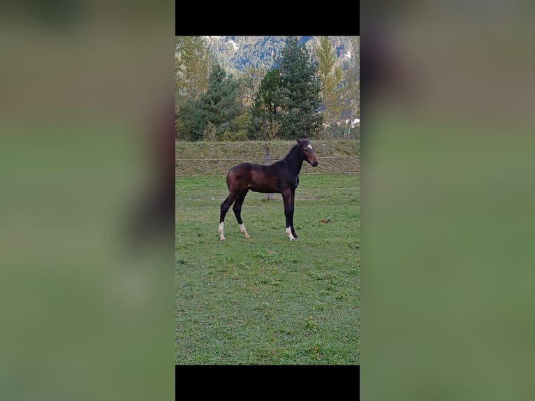 Italienisches Reitpferd Hengst 1 Jahr Hellbrauner in Tolmezzo