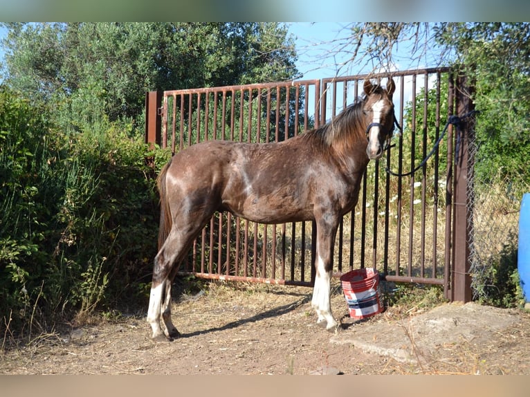 Italienisches Reitpferd Hengst 1 Jahr Schimmel in Cagliari
