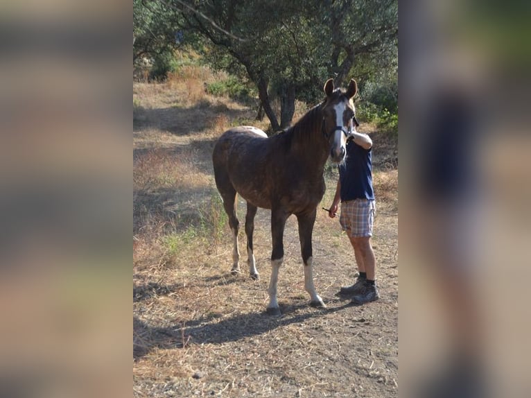 Italienisches Reitpferd Hengst 1 Jahr Schimmel in Cagliari
