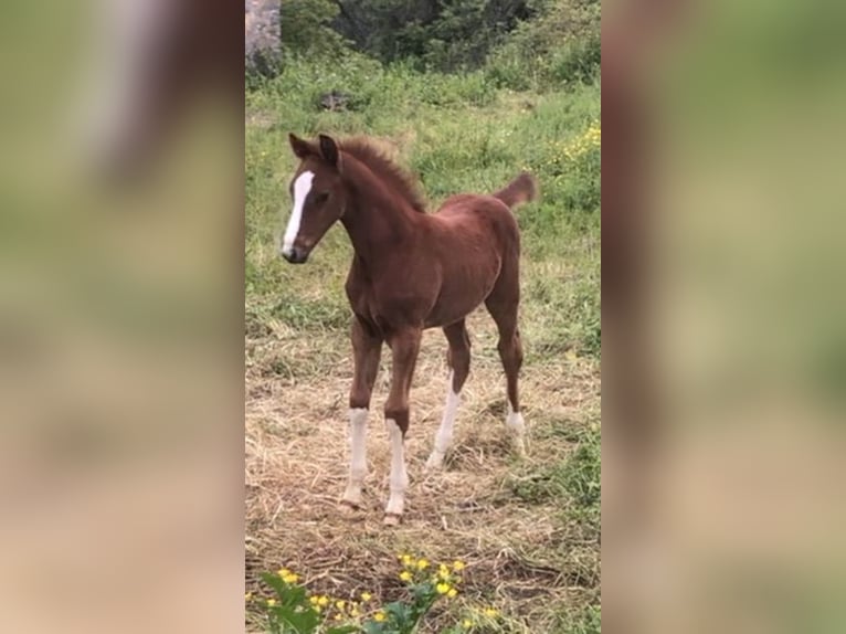 Italienisches Reitpferd Hengst 1 Jahr Schimmel in Cagliari