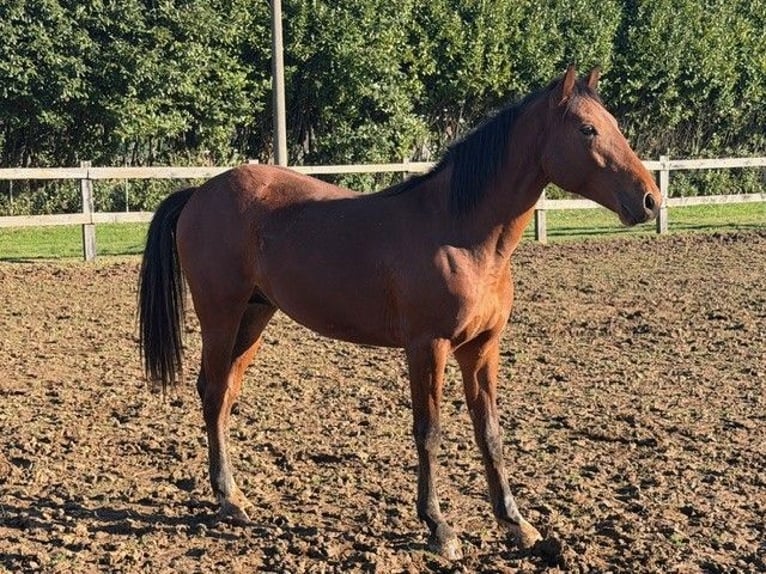 Italienisches Reitpferd Hengst 2 Jahre Brauner in Saronno