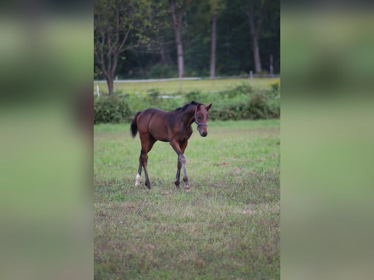 Italienisches Reitpferd Hengst 2 Jahre Dunkelbrauner in Fagnano Olona