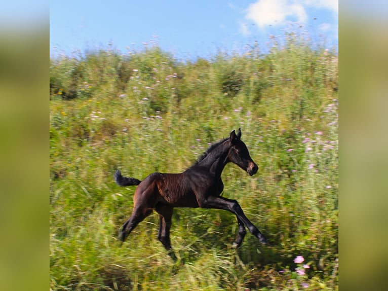 Italienisches Reitpferd Hengst  Dunkelbrauner in Corleone