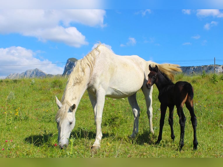 Italienisches Reitpferd Hengst  Dunkelbrauner in Corleone