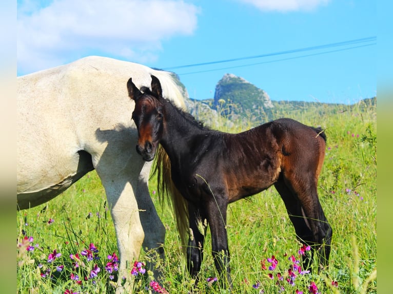 Italienisches Reitpferd Hengst  Dunkelbrauner in Corleone