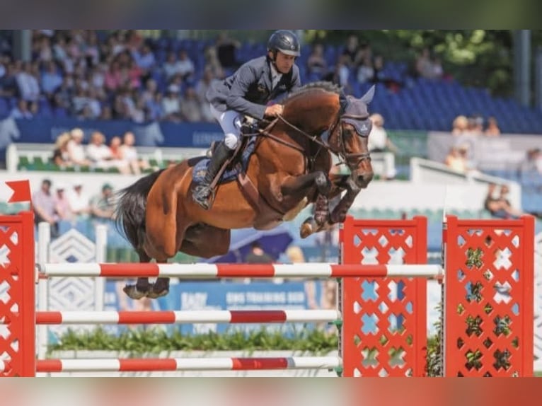 Italienisches Reitpferd Hengst  Dunkelbrauner in Corleone