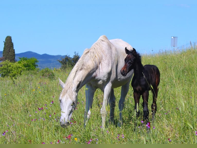 Italienisches Reitpferd Hengst  Dunkelbrauner in Corleone
