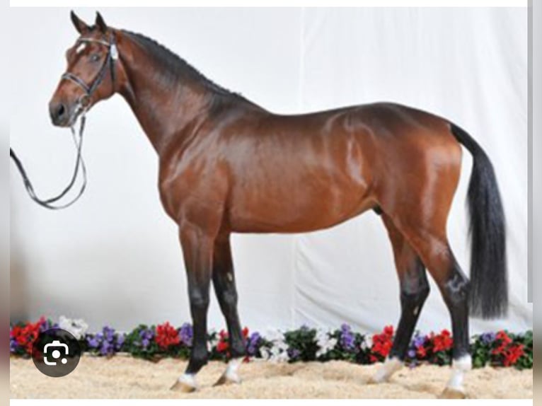 Italienisches Reitpferd Hengst  Dunkelbrauner in Corleone