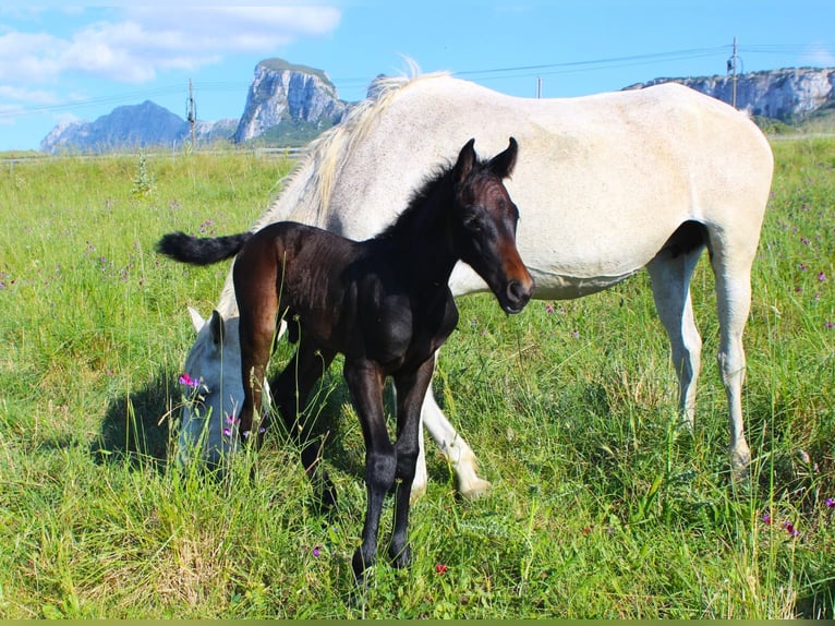 Italienisches Reitpferd Hengst  Dunkelbrauner in Corleone