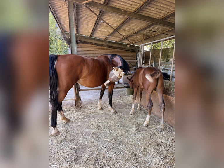 Italienisches Reitpferd Hengst Fohlen (05/2026) Fuchs in Uboldo
