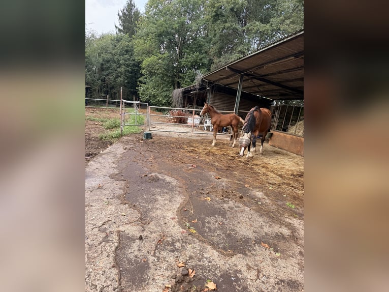 Italienisches Reitpferd Hengst Fohlen (05/2026) Fuchs in Uboldo