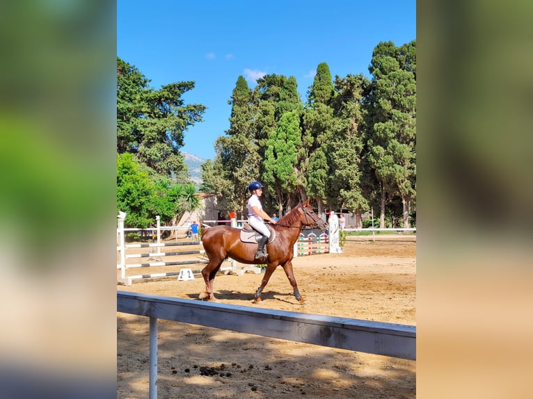 Italienisches Reitpferd Stute 10 Jahre 148 cm Fuchs in Palermo