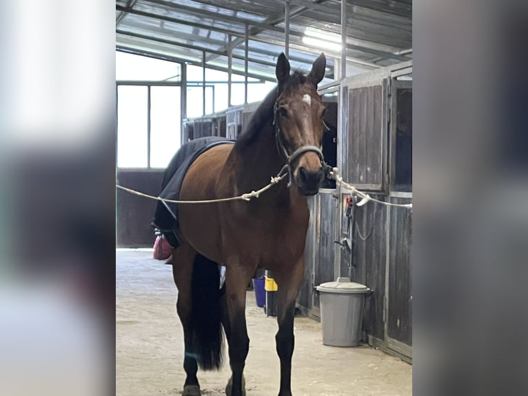 Italienisches Reitpferd Stute 10 Jahre 180 cm Brauner in Montelupo fiorentino