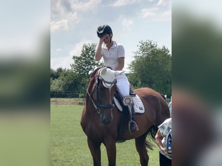 Italienisches Reitpferd Stute 10 Jahre 180 cm Brauner in Rednitzhembach