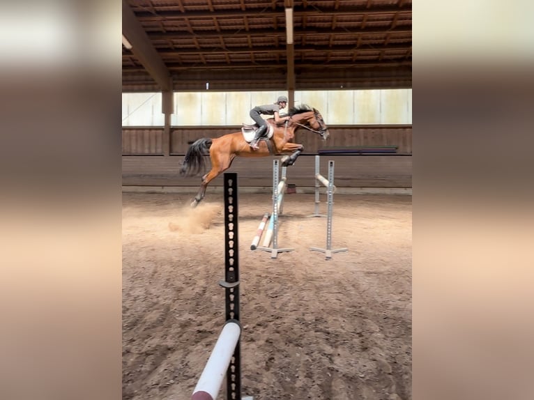 Italienisches Reitpferd Stute 10 Jahre 180 cm Brauner in Rednitzhembach