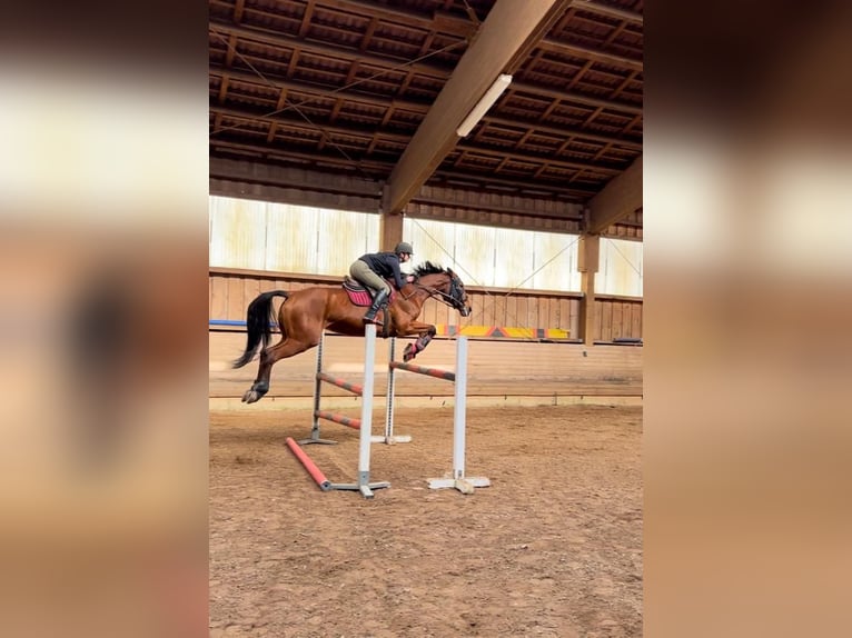 Italienisches Reitpferd Stute 10 Jahre 180 cm Brauner in Rednitzhembach