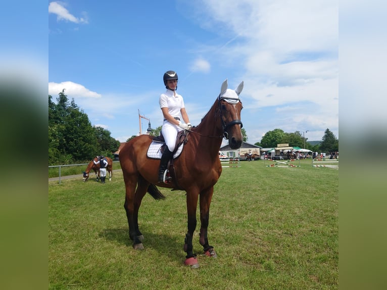 Italienisches Reitpferd Stute 10 Jahre 180 cm Brauner in Rednitzhembach