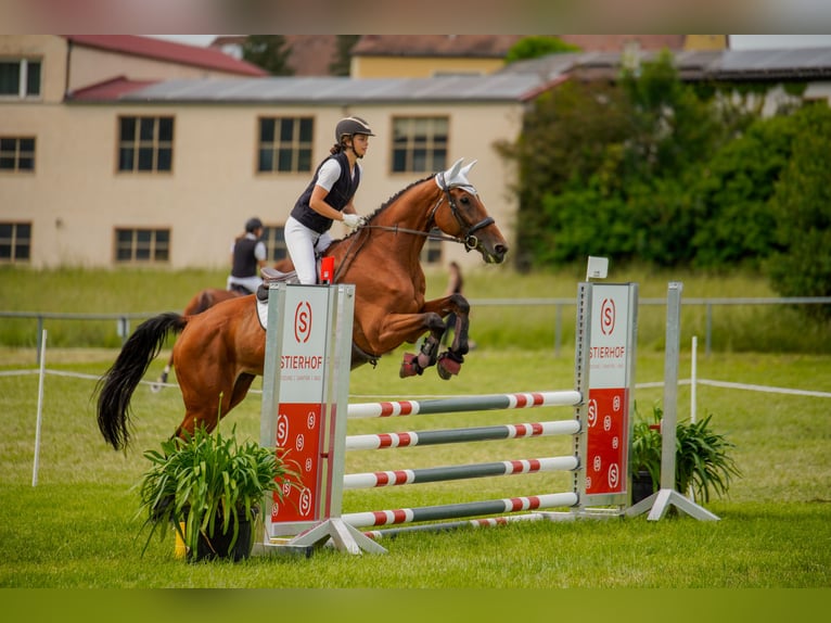 Italienisches Reitpferd Stute 10 Jahre 180 cm Brauner in Rednitzhembach