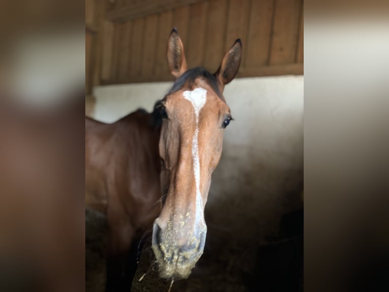 Italienisches Reitpferd Stute 10 Jahre 180 cm Brauner in Rednitzhembach