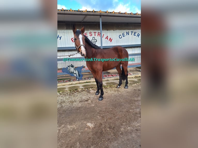 Italienisches Reitpferd Mix Stute 11 Jahre 158 cm Dunkelbrauner in Solarino