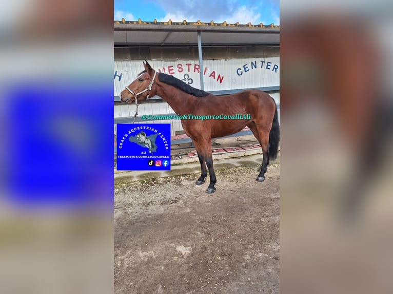 Italienisches Reitpferd Mix Stute 11 Jahre 158 cm Dunkelbrauner in Solarino