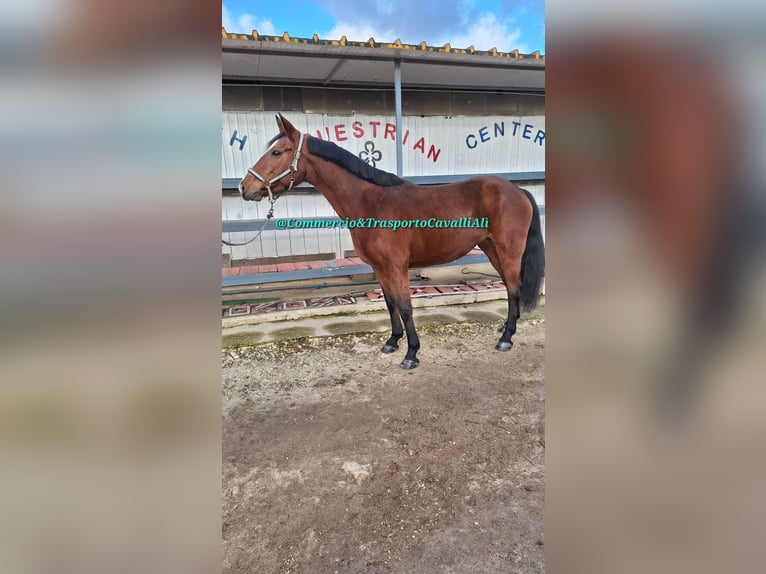 Italienisches Reitpferd Mix Stute 11 Jahre 158 cm Dunkelbrauner in Solarino