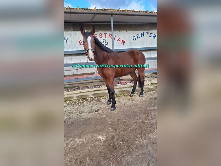 Italienisches Reitpferd Mix Stute 11 Jahre 160 cm Dunkelbrauner in SOLARINO