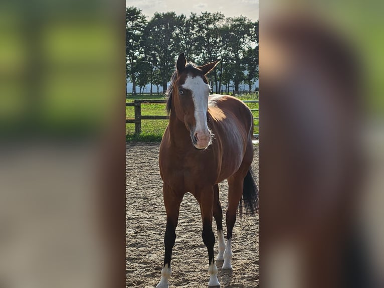 Italienisches Reitpferd Stute 11 Jahre 160 cm Dunkelbrauner in Hünxexe