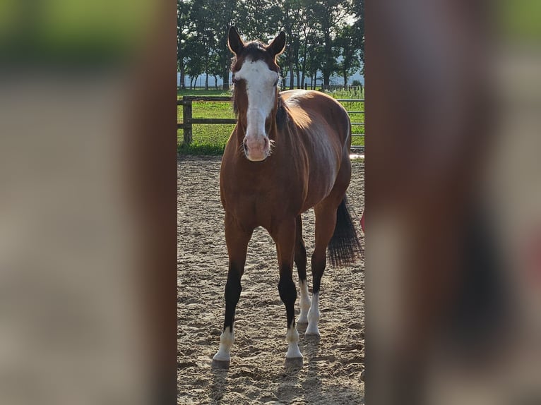 Italienisches Reitpferd Stute 11 Jahre 160 cm Dunkelbrauner in Hünxexe