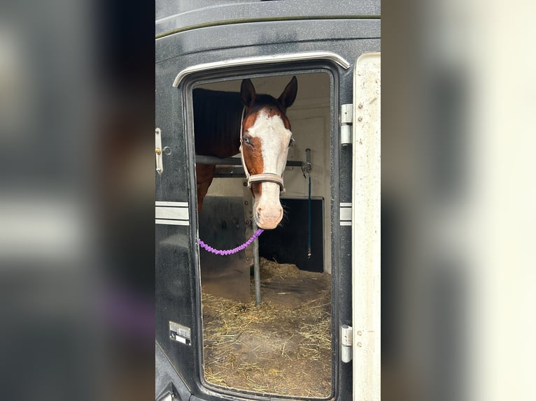 Italienisches Reitpferd Stute 11 Jahre 160 cm Dunkelbrauner in Hünxexe