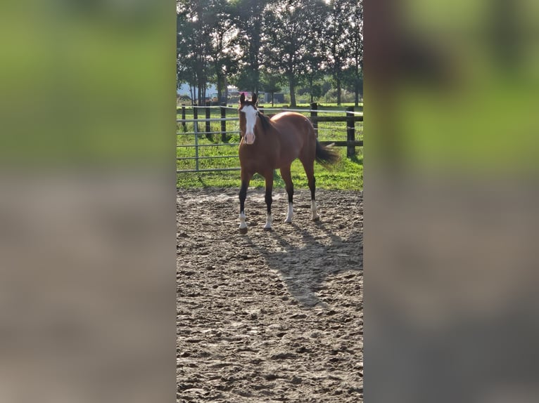 Italienisches Reitpferd Stute 11 Jahre 160 cm Dunkelbrauner in Hünxexe